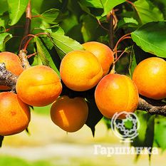 Челябинский ранний-1