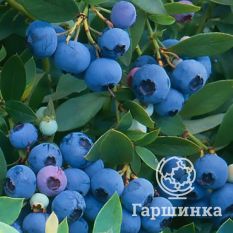 Саншайн Блю-1