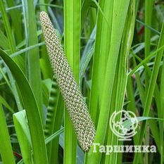 Аир обыкновенный-1