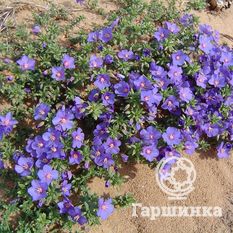 Анагаллис нежный-1