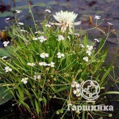 Балделлия лютиковая-1