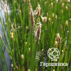 Болотница болотная-1