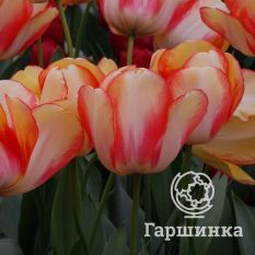 Бьюти оф Спринг-1