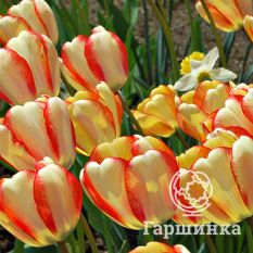 Бьюти оф Спринг-2