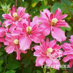 Броутон Стар-2