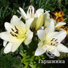 Эрколано (Ercolano)-1