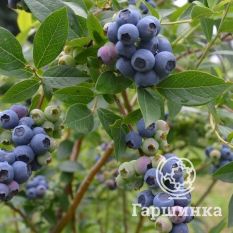 Спартан (раннеспелый)-1