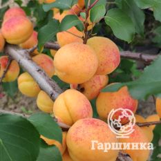  Триумф северный -2