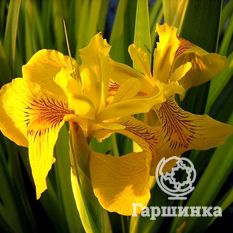 Ирис ложноаировый Вариегата-2