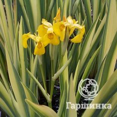 Ирис ложноаировый Вариегата-1