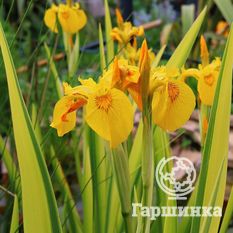 Ирис ложноаировый Вариегата-3