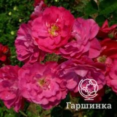 Роза Джон Кэбот канадская парковая-3