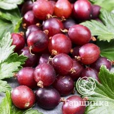 Каптиватор-1