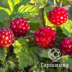 Княженика София-1