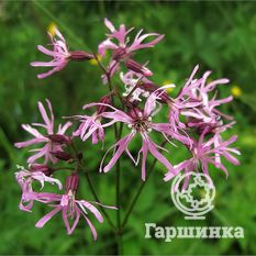 Кукушкин цвет -1