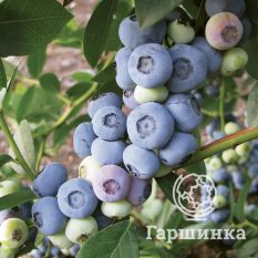 Либерти (позднеспелый)-1