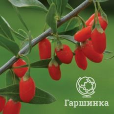 Годжи Биг Лайфберри-1