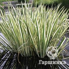 Манник большой Вариегата-1