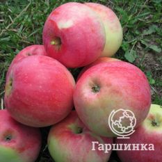 Министр Кисилев-1