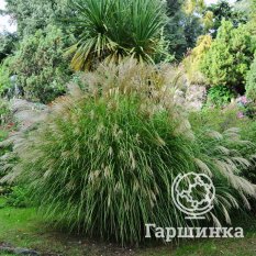 Мискантус Зильберфедер-1