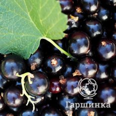 Несравненная-1