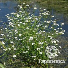Омежник водный -1