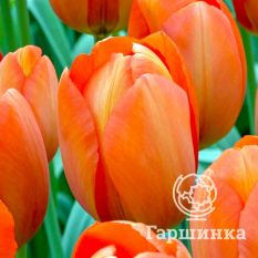 Оранж Ван Эйк-1