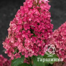 Распберри Пинк-1