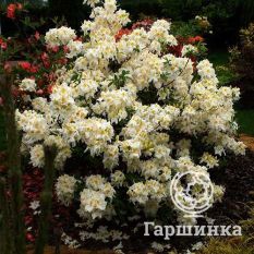 Рододендрон Шнееголд-1