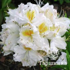 Рододендрон Шнееголд-4