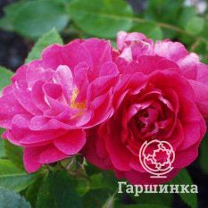 Роза Джон Кэбот канадская парковая-2