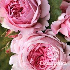 Роза Александра Принцесс де Люксембург, Топалович-2