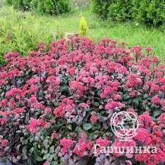 Очиток Red Cauli (Ред Кули)-1