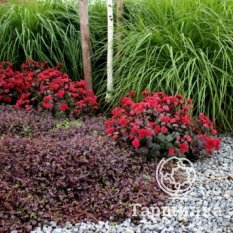 Очиток Red Cauli (Ред Кули)-2