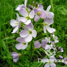 Сердечник луговой-1