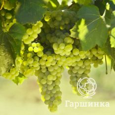 Шардоне Блан-1