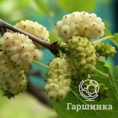 Шелковица Милановик белая-1