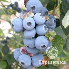 Свитхарт (позднеспелый)-1