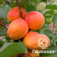  Триумф северный -1