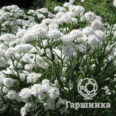 Тысячелистник птармика-2