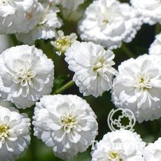 Тысячелистник птармика-3