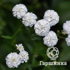 Тысячелистник птармика-4