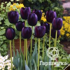 Тюльпан Квин оф Найт-1