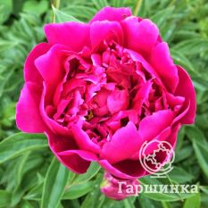 Пион Виктор Де Ла Марне-3