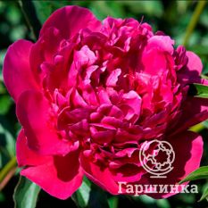 Пион Виктор Де Ла Марне-2