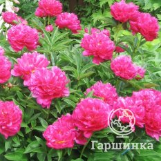 Пион Виктор Де Ла Марне-1