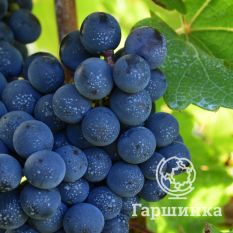 Каберне Совиньон-1