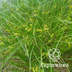 Осока просяная-1