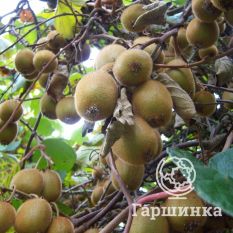 Актинидия Дженни-1