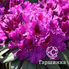 Рододендрон Азурро-1